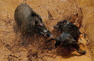 Indonesia Gallery: The Wider Image: Indonesian villages pit wild boars against dogs