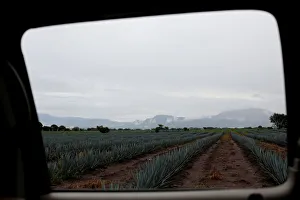The Wider Image: Tequila boom rooted in traditional farming techniques The Wider Image: Tequila boom rooted in traditional farming techniques