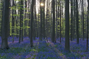 Wild Bluebells form a carpet in the Hallerbos also known as The Blue Forest near the Wild Bluebells form a carpet in the Hallerbos also known as The Blue Forest near the