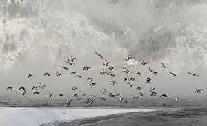 Wild ducks fly above the Yenisei River with the air temperature at about minus 30 degrees Wild ducks fly above the Yenisei River with the air temperature at about minus 30 degrees