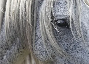 A wild horse is seen during the Rapa das Bestas traditional event in the Spanish A wild horse is seen during the Rapa das Bestas traditional event in the Spanish