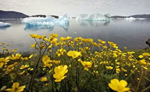 Images Dated 27th July 2009: Wildflowers bloom on a hill overlooking a fjord near the south Greenland town of Narsaq