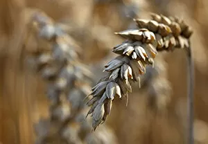 Images Dated 26th July 2012: Winter wheat is pictured at field in Koesching near Ingolstadt
