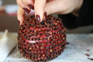 New Gallery: A woman decorates an apple with carnation seeds, which is a popular traditional gift