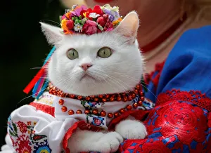 A woman dressed in a traditional Ukrainian embroidered shirt holds her cat as she take A woman dressed in a traditional Ukrainian embroidered shirt holds her cat as she take