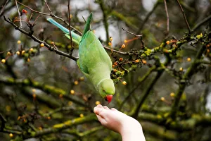 A woman feeds a Parakeet in Hyde Park during autumnal weather in London A woman feeds a Parakeet in Hyde Park during autumnal weather in London