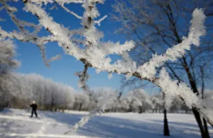 Woman skis on a frosty winter day at a park in Minsk Woman skis on a frosty winter day at a park in Minsk