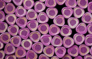 Wood-cased coloured pencils are pictured during their production at Faber-Castell Wood-cased coloured pencils are pictured during their production at Faber-Castell