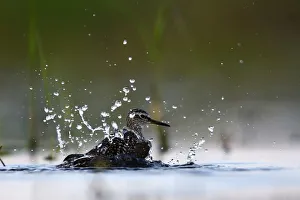 A wood sandpiper bathes on the banks of the Pripyat river, near the town of Turov A wood sandpiper bathes on the banks of the Pripyat river, near the town of Turov