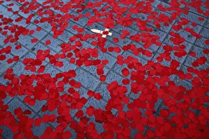 A wooden cross floats amongst poppies that have been thrown into a fountain in Trafalgar A wooden cross floats amongst poppies that have been thrown into a fountain in Trafalgar