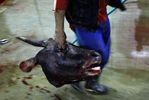 Indonesia Gallery: A worker carries a cows head at Cakung slaughterhouse in Jakarta
