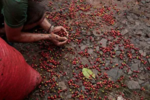 A worker collects recently harvested robusta coffee fruits into a sack at a plantation in A worker collects recently harvested robusta coffee fruits into a sack at a plantation in