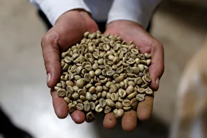 A worker shows coffee beans at coffee company Simexco Dak Lak Limited in the town of Di A worker shows coffee beans at coffee company Simexco Dak Lak Limited in the town of Di