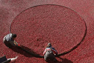 Workers harvest organic cranberries at Canneberges Quebec farm in St-Louis-de-Blandford Workers harvest organic cranberries at Canneberges Quebec farm in St-Louis-de-Blandford