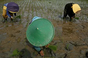 Indonesia Gallery: Workers plant rice seedlings in the Karawang regency, West Java
