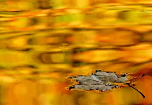 Seasons Gallery: A yellow leaf drifts in a pond in one of the citys many parks in St. Petersburg