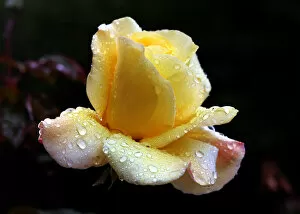 Images Dated 21st November 2005: Yellow rose soaked in rain at Amman park