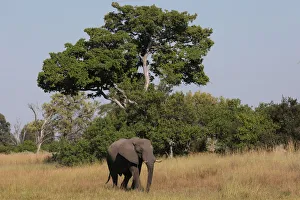 A young bull elephant is seen in the Okavango Delta A young bull elephant is seen in the Okavango Delta