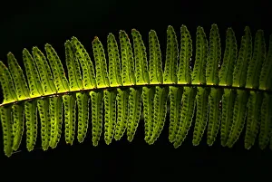 A young fern is lit by a ray of sunlight as it grows under the shadow of a pine tree A young fern is lit by a ray of sunlight as it grows under the shadow of a pine tree