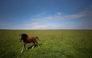 A young Lundy pony runs through a field during the Cloud Appreciation Societys gathering A young Lundy pony runs through a field during the Cloud Appreciation Societys gathering