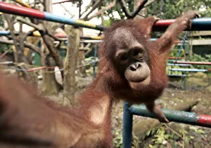 Images Dated 9th February 2006: A young orangutan plays at Jakartas Ragunan zoo