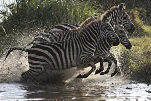 Zebras leap after drinking from a water source in Nairobi national park Zebras leap after drinking from a water source in Nairobi national park