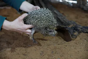 Zoo worker holds Sherman, the overweight hedgehog, at the Ramat Gan Safari Zoo Zoo worker holds Sherman, the overweight hedgehog, at the Ramat Gan Safari Zoo