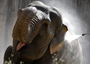 Images Dated 24th August 2011: A zookeeper sprays an elephant to cool her down in Budapests Zoo
