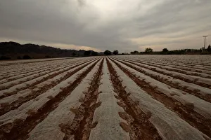 Juarez Gallery: A zucchini plantation is seen in Samalayuca