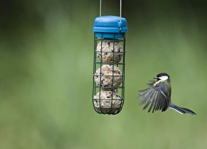 David Tipling Images Prints: 005653