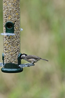 Images Dated 2009: August Collection