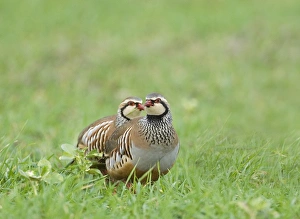 Winter Bird Species UK Prints: 02020dt