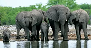 Mammal Collection: African Elephants at water hole, Etosha NP, Namibia, South Africa