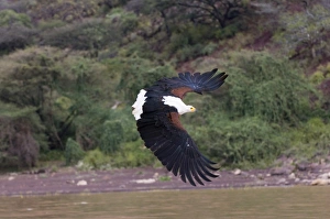 African Fish Eagle Hallaeetus vocifer Lake Baringo Kenya Africa African Fish Eagle Hallaeetus vocifer Lake Baringo Kenya Africa