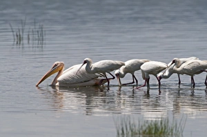 African Spoonbills Platalea alba feeding behind a Great White Pelican Pelecanus African Spoonbills Platalea alba feeding behind a Great White Pelican Pelecanus