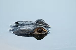 Images Dated 19th March 2010: American Alligator Alligator mississippensis Anhinga Trail Florida Everglades