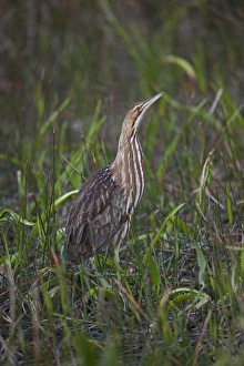 American Bittern Botaurus lentigonosus Florida Everglades USA American Bittern Botaurus lentigonosus Florida Everglades USA