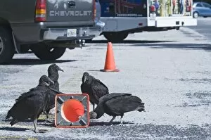 Images Dated 19th March 2010: American Black Vultures Coragyps atratus trying pull a traffic bollard apart in car