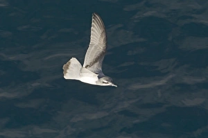Antarctic Prion Pachyptila desolata off South Georgia NOvember Antarctic Prion Pachyptila desolata off South Georgia NOvember
