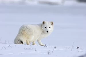 Images Dated 15th January 2006: Arctic Fox Alopex lagopus native to Arctic regions of Asia, Europe & North America (C)