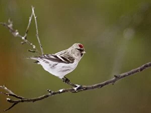 Images Dated 19th March 2006: Arctic Redpoll Carduelis hornemmani Northern Finland March