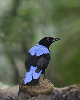 Asian Fairy-bluebird, Irena puella male Singapore Asian Fairy-bluebird, Irena puella male Singapore