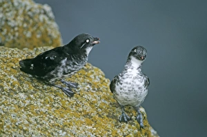 Least Auklets St Paul Island Pribilof Islands Alaska August Least Auklets St Paul Island Pribilof Islands Alaska August