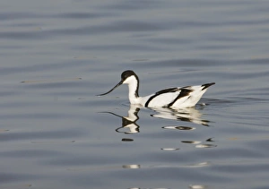 Avocet Recurvirostra avosetta feeding by swimming Titchwell RSPB Reserve March Avocet Recurvirostra avosetta feeding by swimming Titchwell RSPB Reserve March