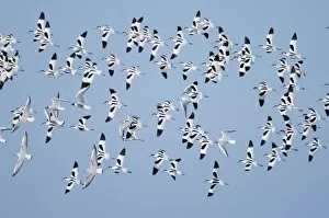 Images Dated 13th March 2006: Avocet Recurvirostra avosetta flock at Cley North Norfolk late autumn