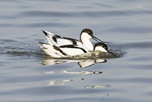 Avocet Recurvirostra avosetta squabbling Titchwell RSPB Reserve March Avocet Recurvirostra avosetta squabbling Titchwell RSPB Reserve March