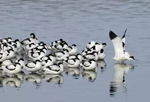 Images Dated 3rd March 2010: Avocets Recurvirostra avosetta at roost Snettisham RSPB Reserve The Wash Norfolk February