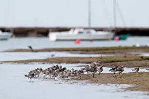 Roost Gallery: Bar-tailed Godwits Limosa lapponicus roosting at high tide Burnham Overy Staithe