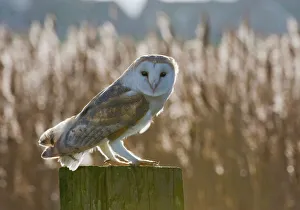 Barn Owl Tyto alba Cley Norfolk winter