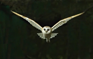 Barn Owl Tyto alba flying at night North Norfolk November Barn Owl Tyto alba flying at night North Norfolk November